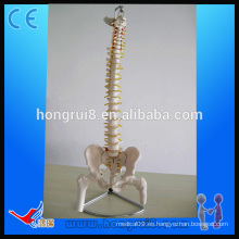 VENTAS CALIENTES Columna vertebral de la vida con la pelvis y los jefes del fémur Columna vertebral